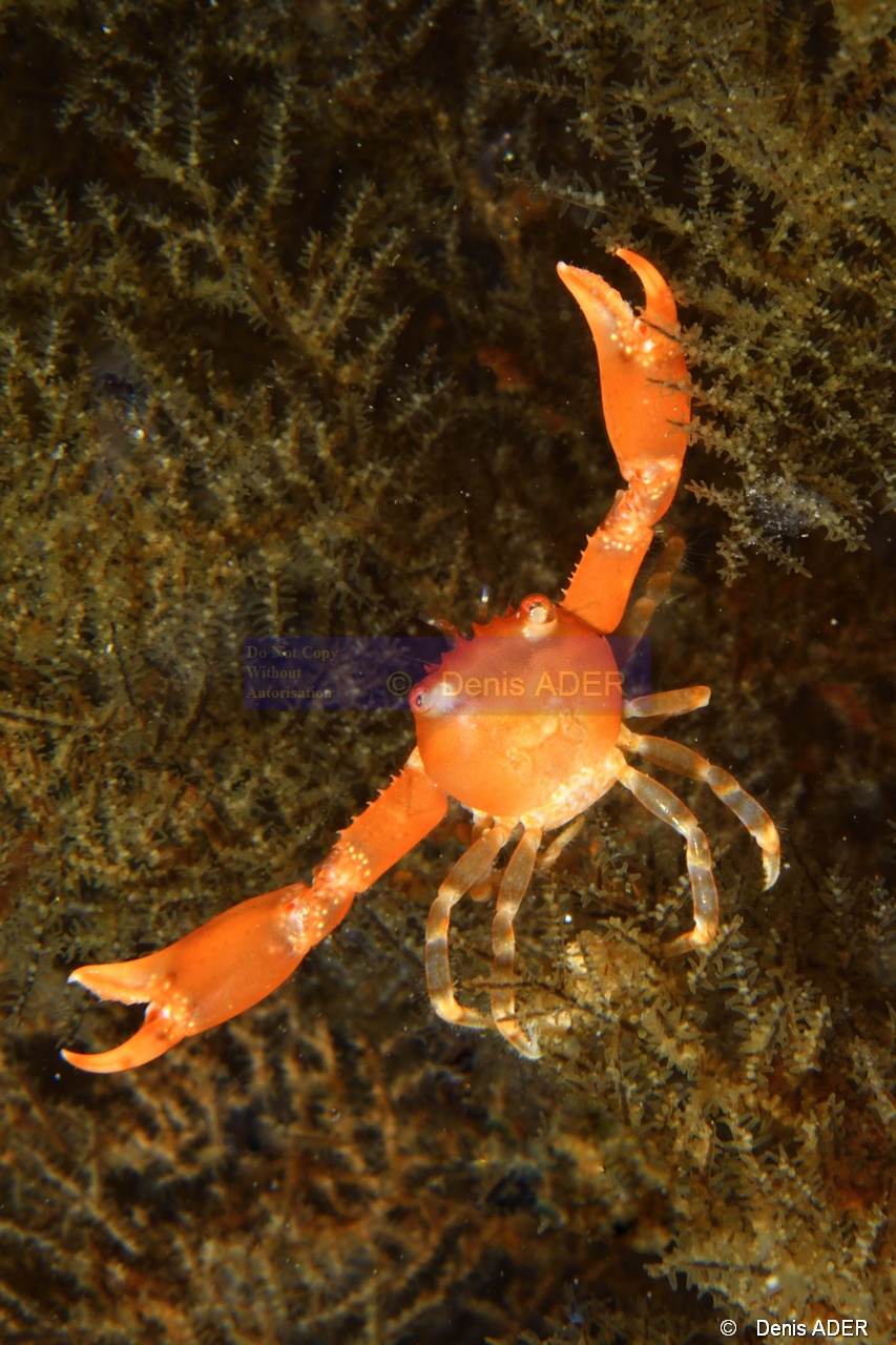 Quadrella sp Crabe des antipathaires-La Paz San Rafaelito-8m-20181030nuit-Denis-ADER-DSC_1494_tn.jpg